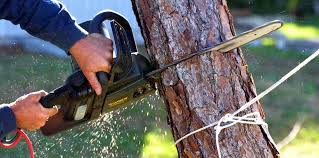 Best Palm Tree Trimming  in South Milwaukee, WI