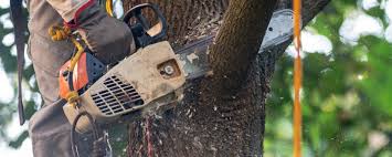 Best Aeration Services  in South Milwaukee, WI