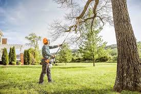 Best Tree Cabling and Bracing  in South Milwaukee, WI