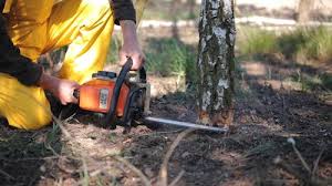 Professional Tree Services in South Milwaukee, WI