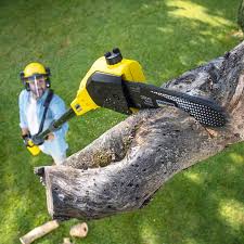 Best Tree Removal  in South Milwaukee, WI