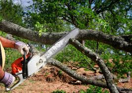 Best Arborist Consultation Services  in South Milwaukee, WI