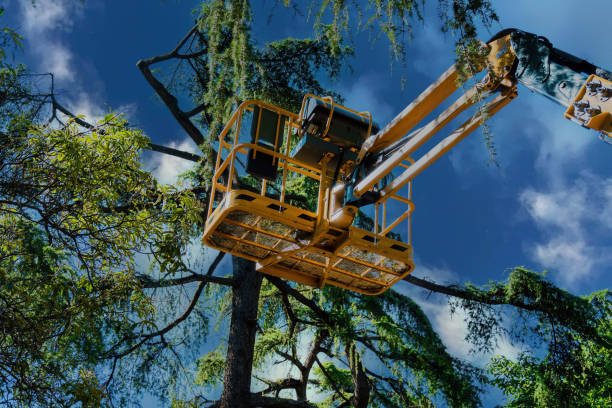Best Tree Disease Treatment  in South Milwaukee, WI