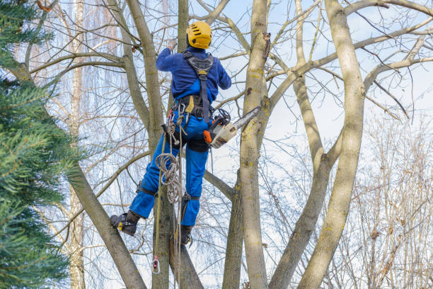 Best Root Management and Removal  in South Milwaukee, WI