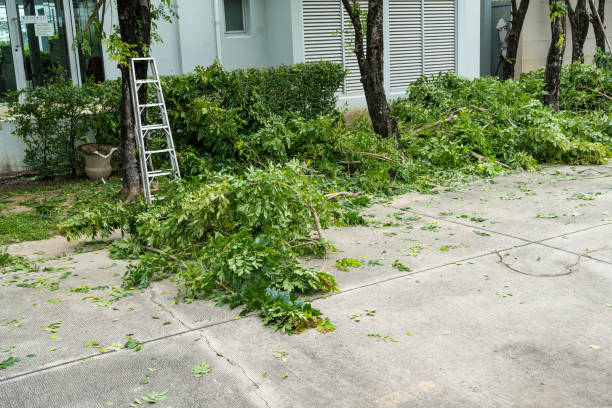 How Our Tree Care Process Works  in  South Milwaukee, WI