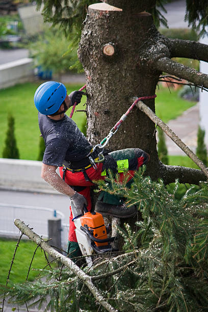 Best Tree Health Inspection  in South Milwaukee, WI