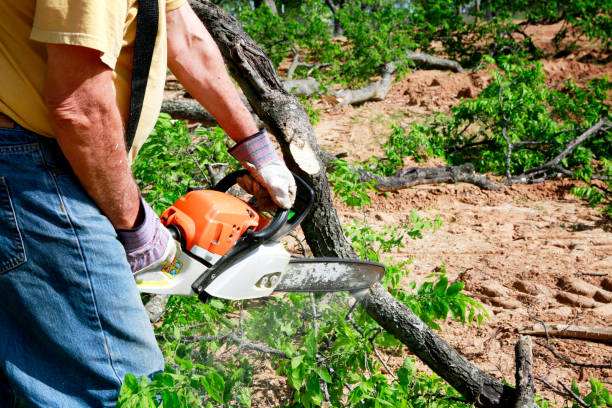 Best Pest Control for Lawns  in South Milwaukee, WI